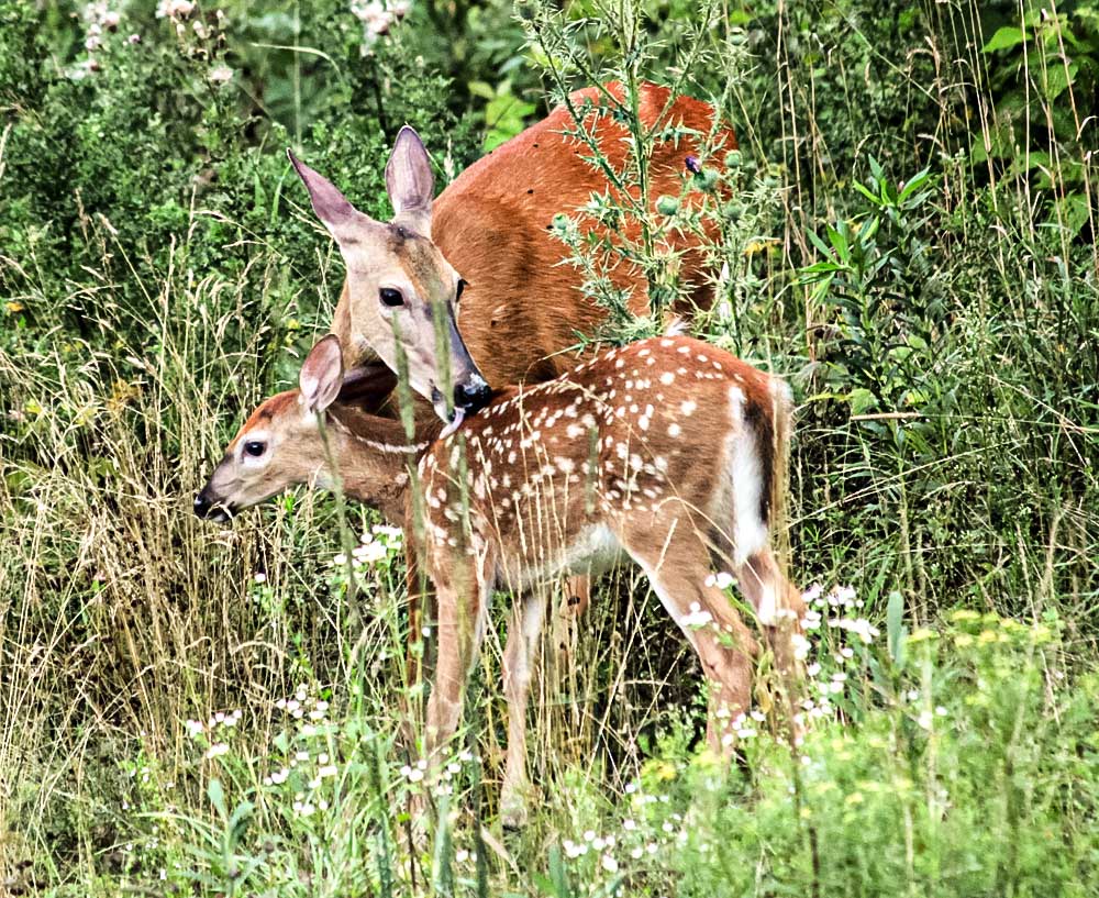 mother and baby deer