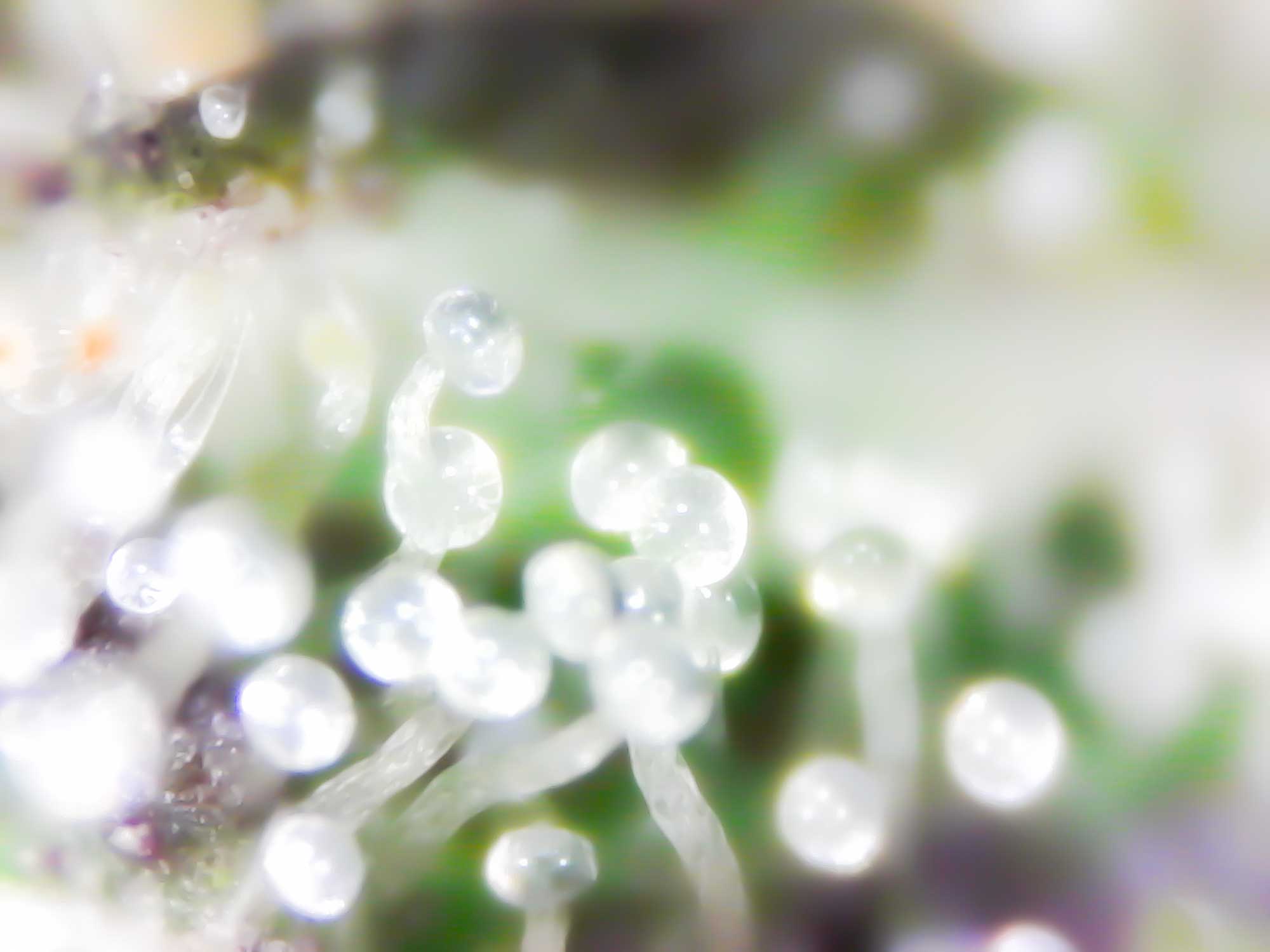 close up trichomes