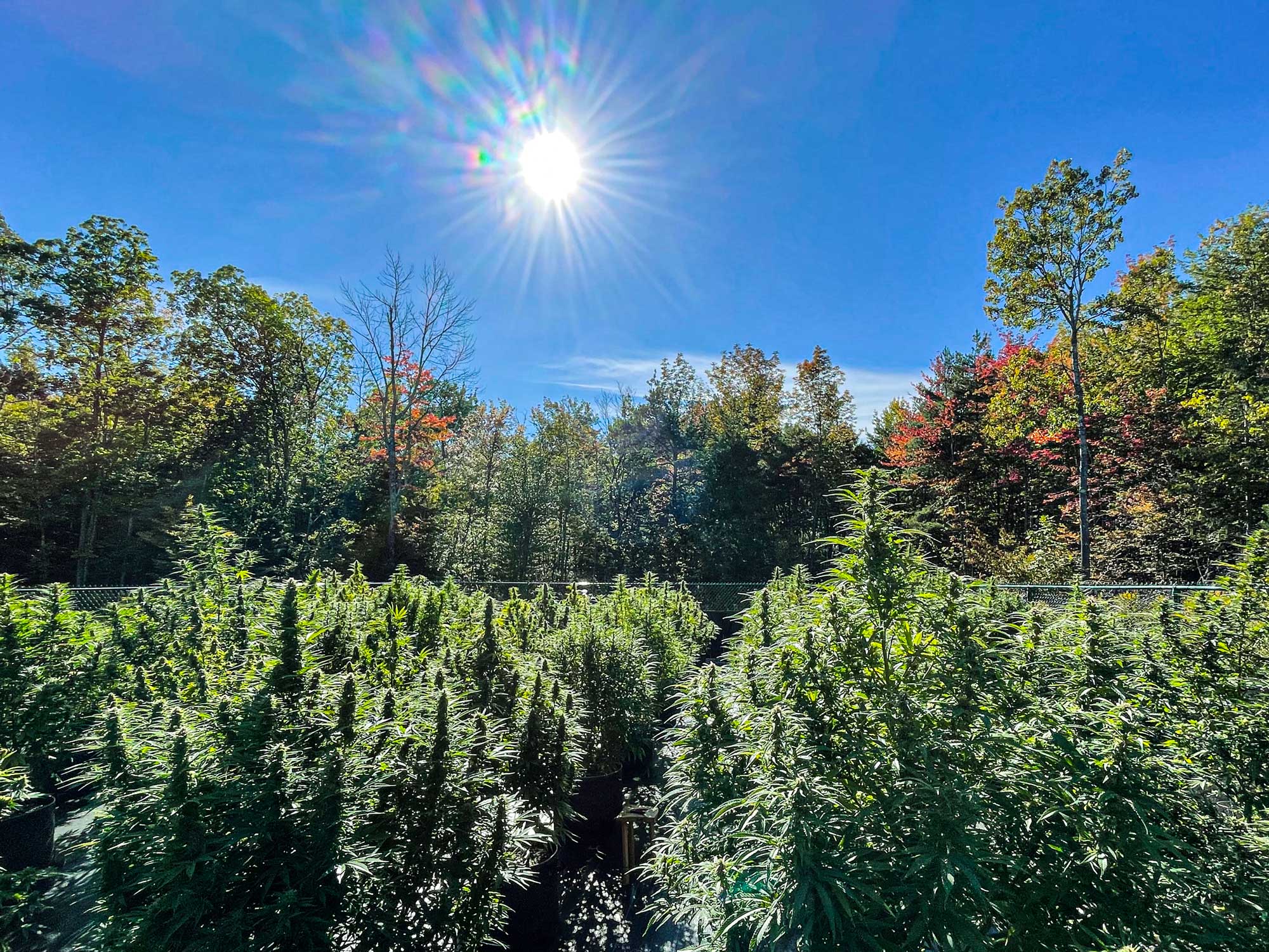 Sun high over cannabis field