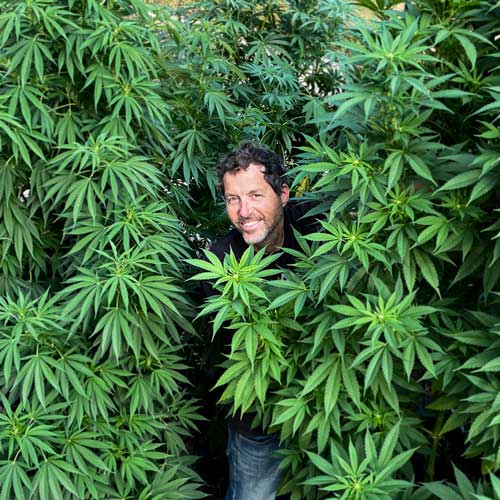 Man in field of cannabis
