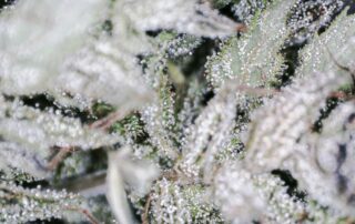 flowers with trichomes
