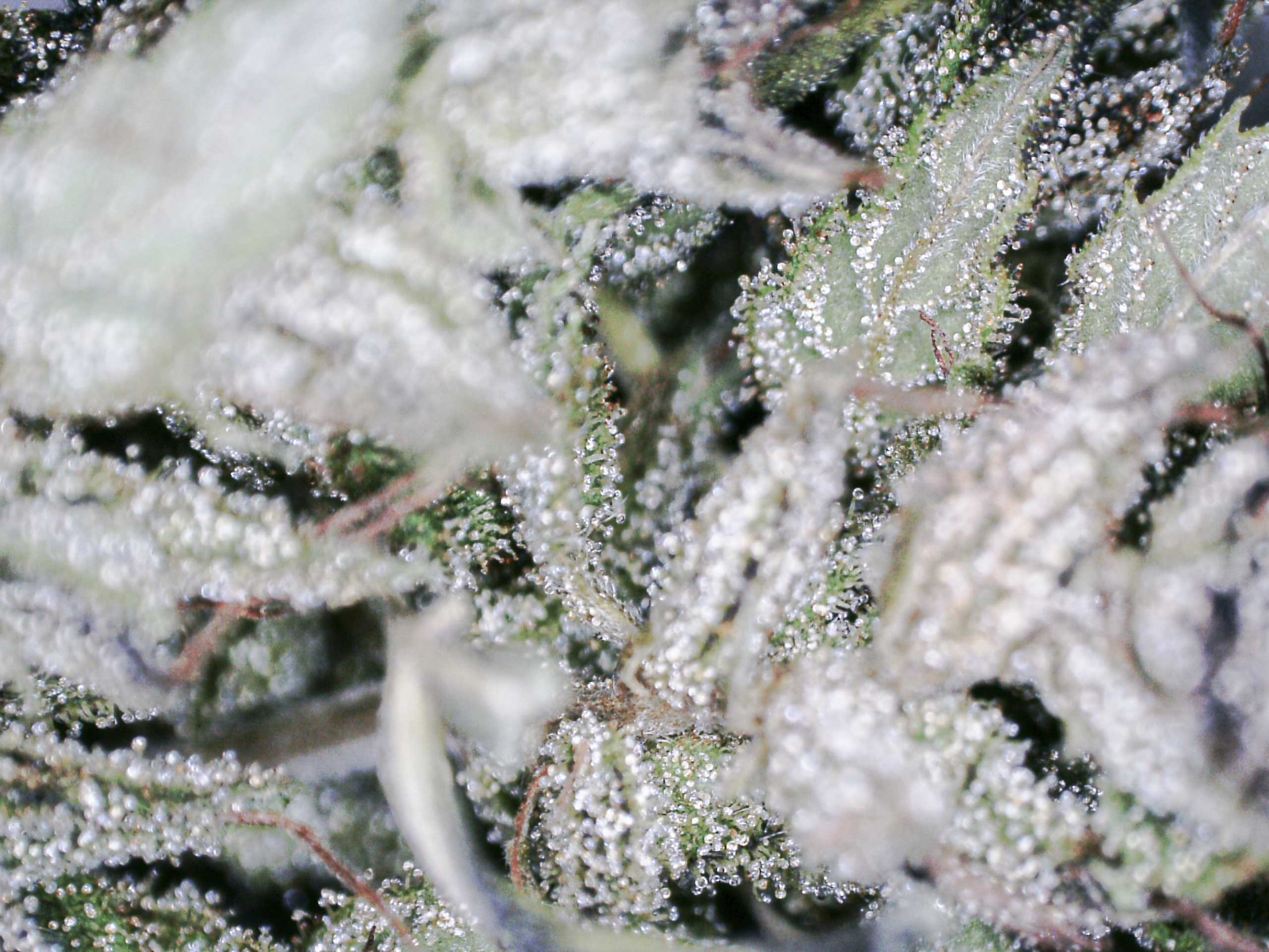 flowers with trichomes