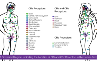Male and Female Humans covered in location identifies for placement of CB1 and CB2 receptors