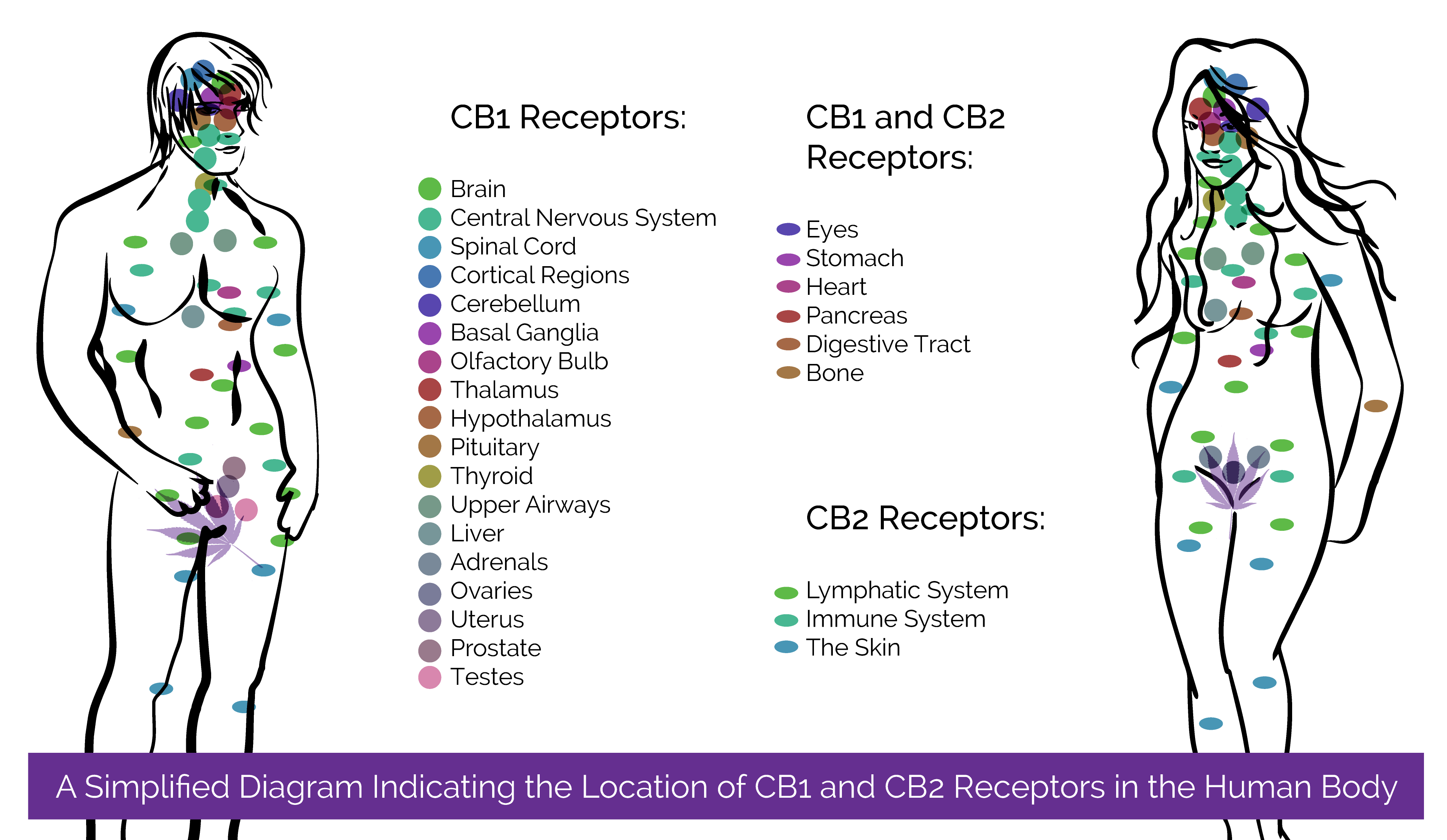 Male and Female Humans covered in location identifies for placement of CB1 and CB2 receptors