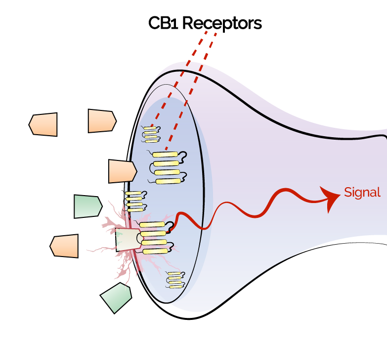 Receptor Site at molecular level. Interactions and signal as a result.