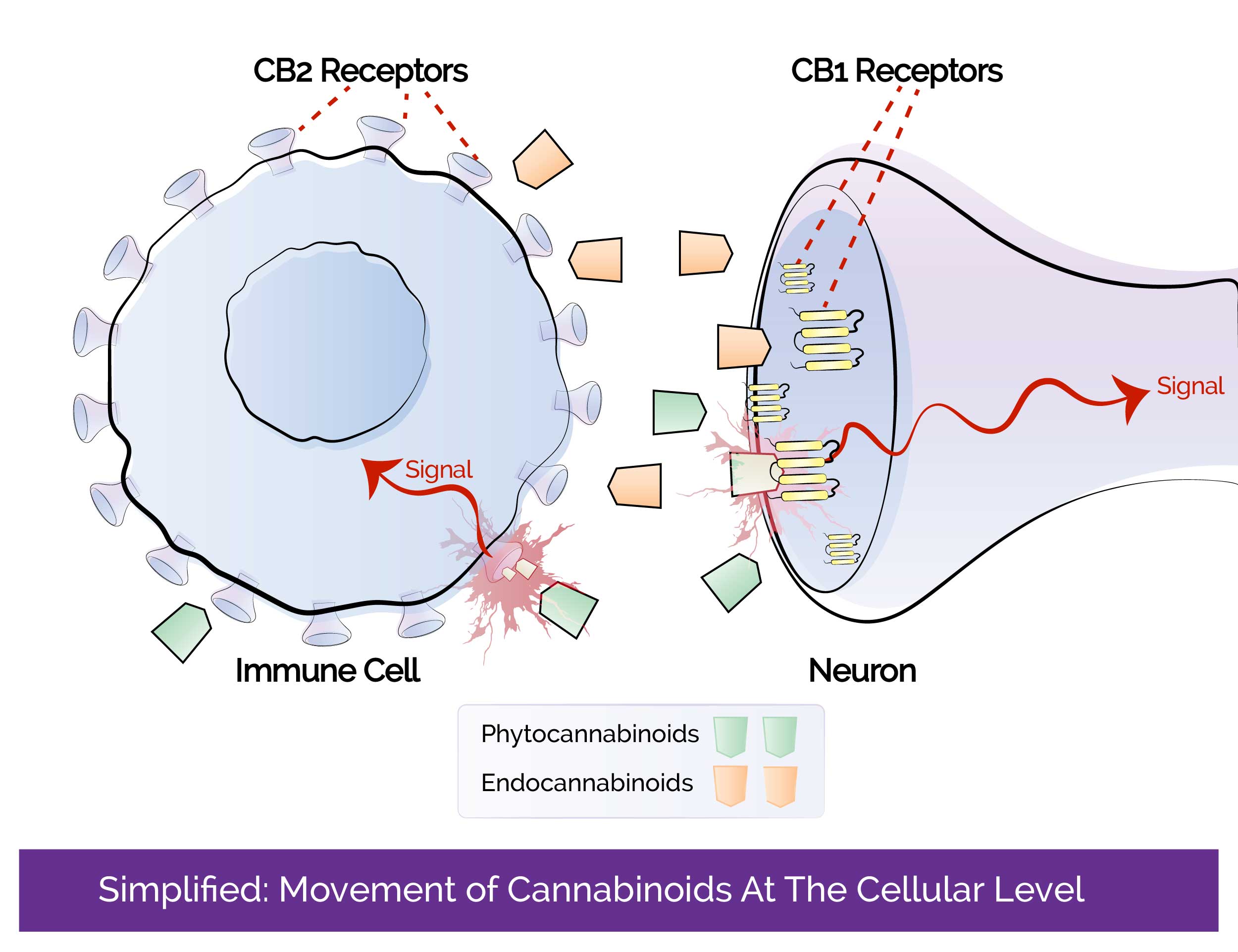Bi-directional movement of phytocannabinoids and endocannbinoids. Features immune cell and neuron.