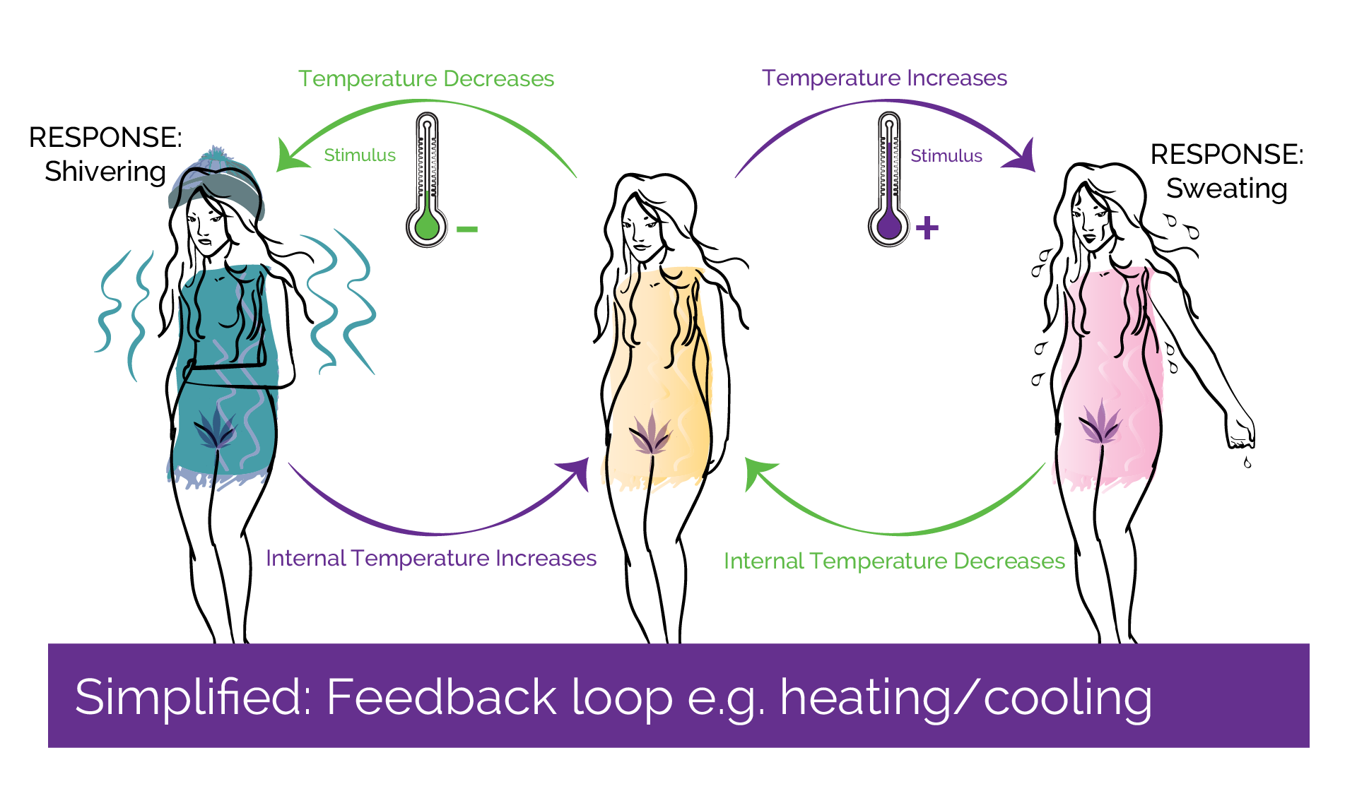SImplified diagram demonstrating how a feedback loop operates using the example of heat - sweating and shivering - cooling