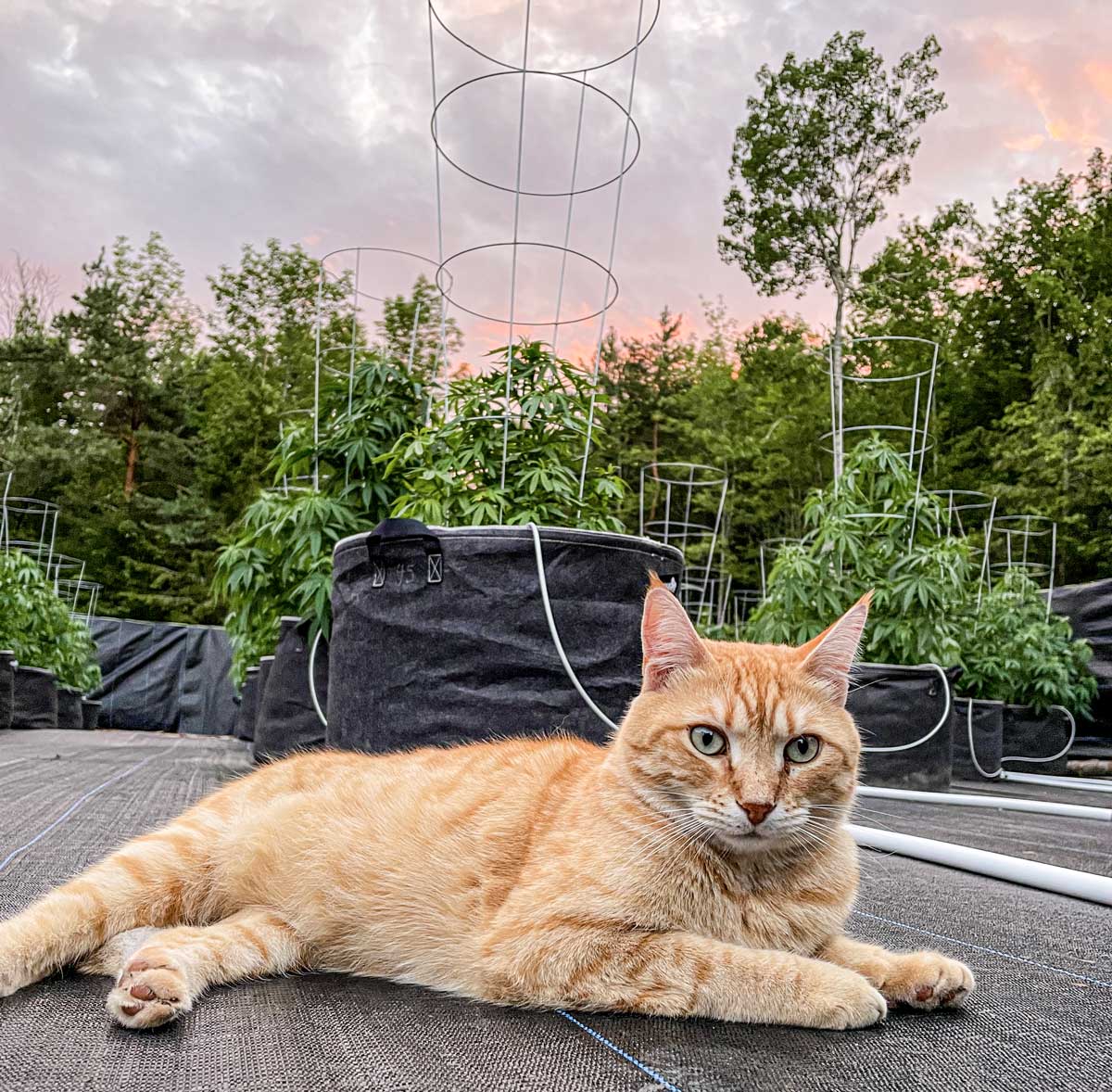 JinG the cat (golden colored cat) lounges in front of a recently planted seedling in the hemp field.