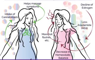 Diagram the demonstrates the cycle: decline in estrogen, less anadamide, less homestasis, more hot flashes compared balance that can be achieved when cannabinoids are taken.