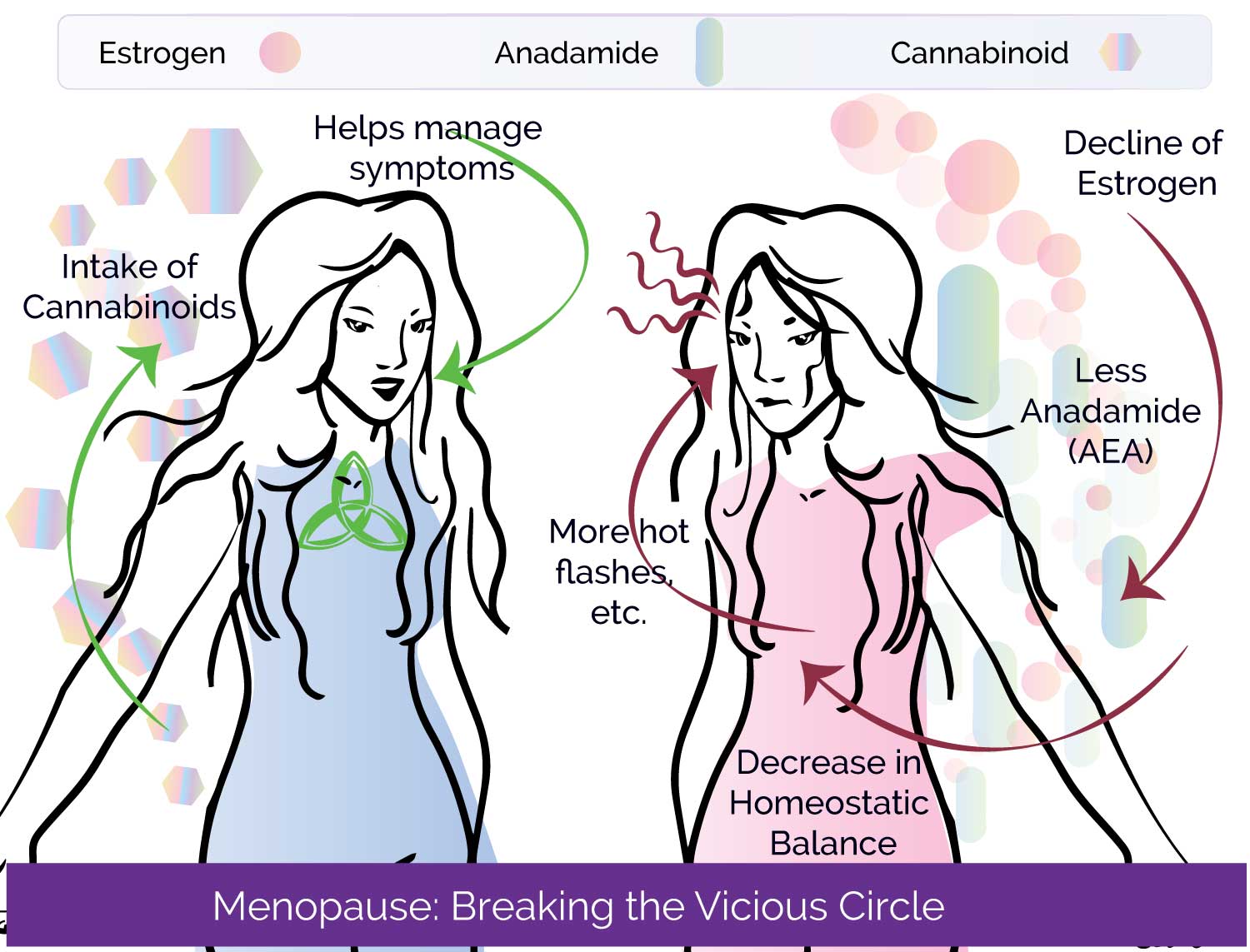 Diagram the demonstrates the cycle: decline in estrogen, less anadamide, less homestasis, more hot flashes compared balance that can be achieved when cannabinoids are taken.