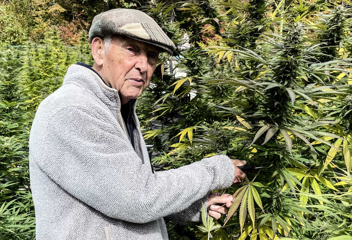 Natasha's dad wearing his cap, trims a leaf from the hemp plant.