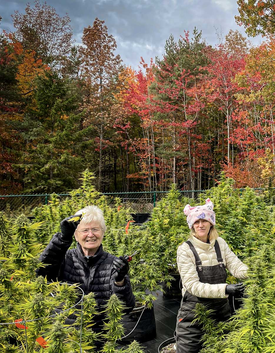Natasha and her mom trimming leaves from the hemp plants, during the harvest, autumn time
